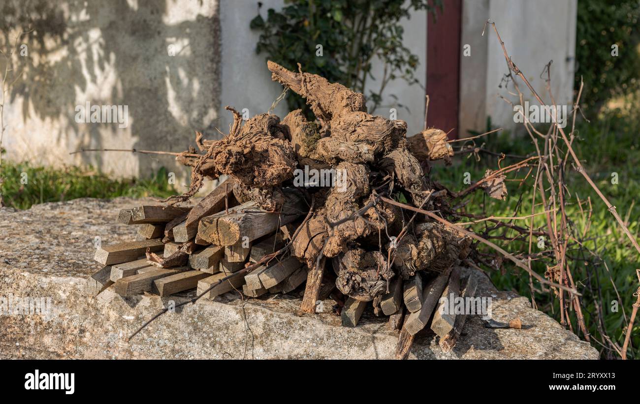 Entsorgte gerodete Reben und Stümpfe auf einem Haufen in den Weinbergen von Burgund Stockfoto