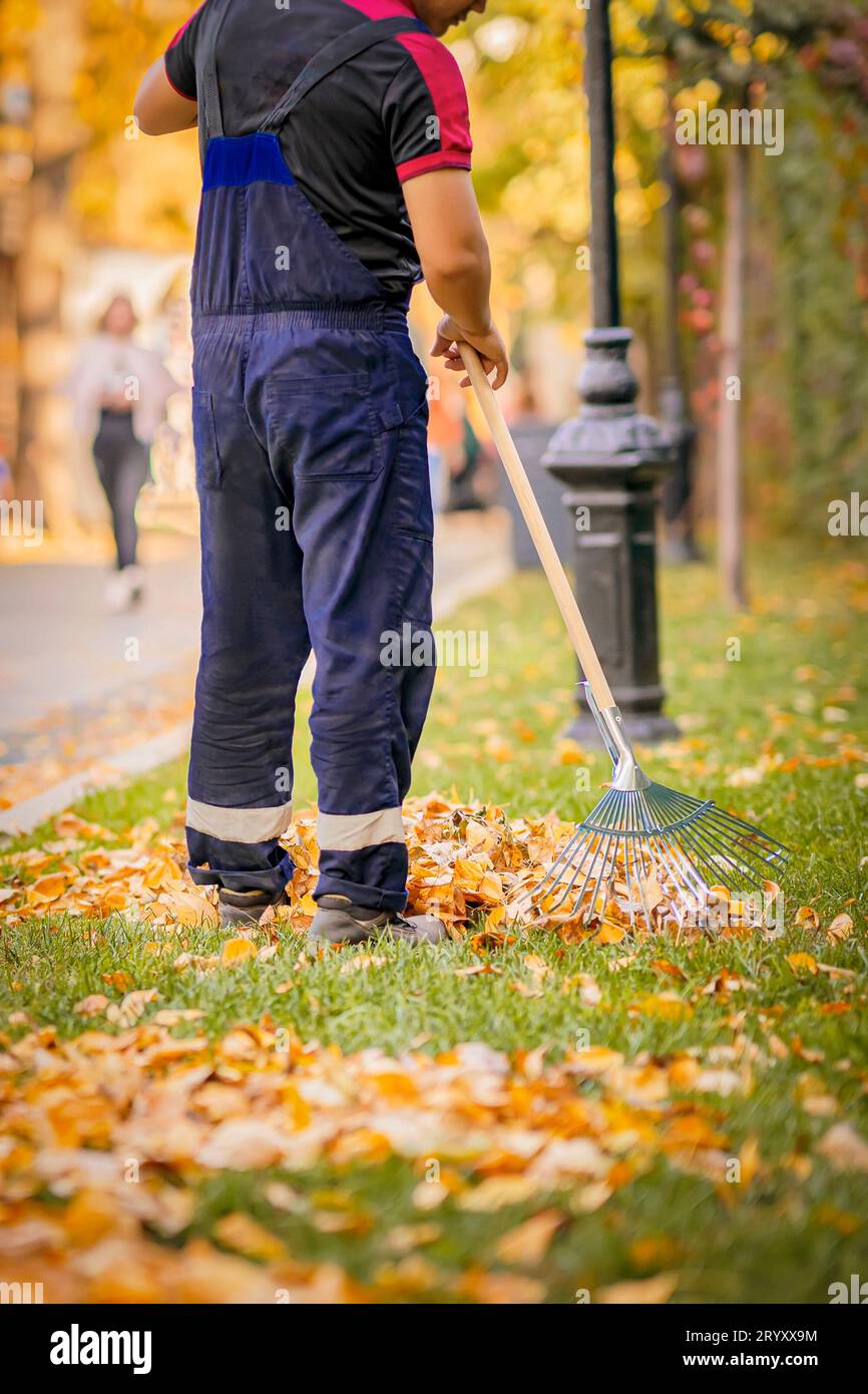 Anonymer männlicher Arbeiter, der Fächerrechen benutzt, um gefallene Blätter zu sammeln, saisonale Arbeit im Herbst Stockfoto