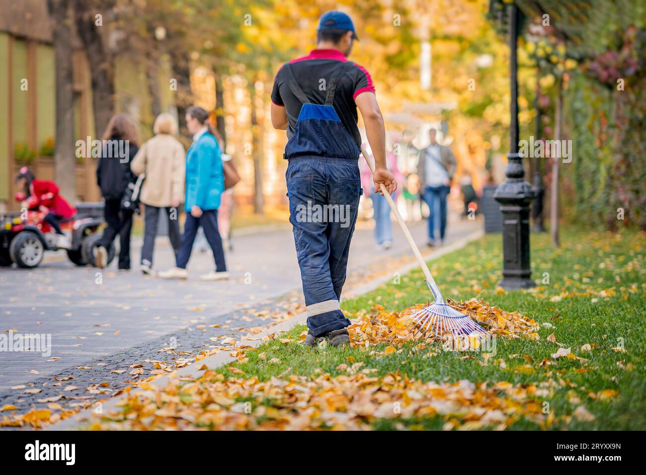 Rückansicht eines Mannes, der trockenes Laub harkt, gefallenes Laub im Stadtpark reinigt. Herbst, Laubfall Stockfoto