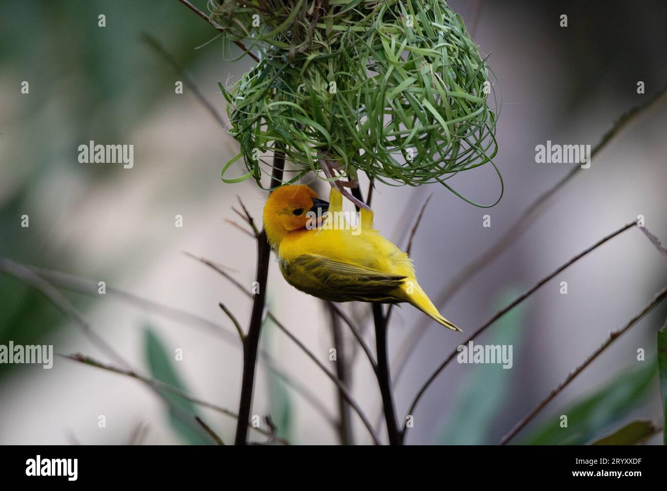 Afrikanische Handwerkskunst: Gelber Webervogel Baut Sein Nest Stockfoto