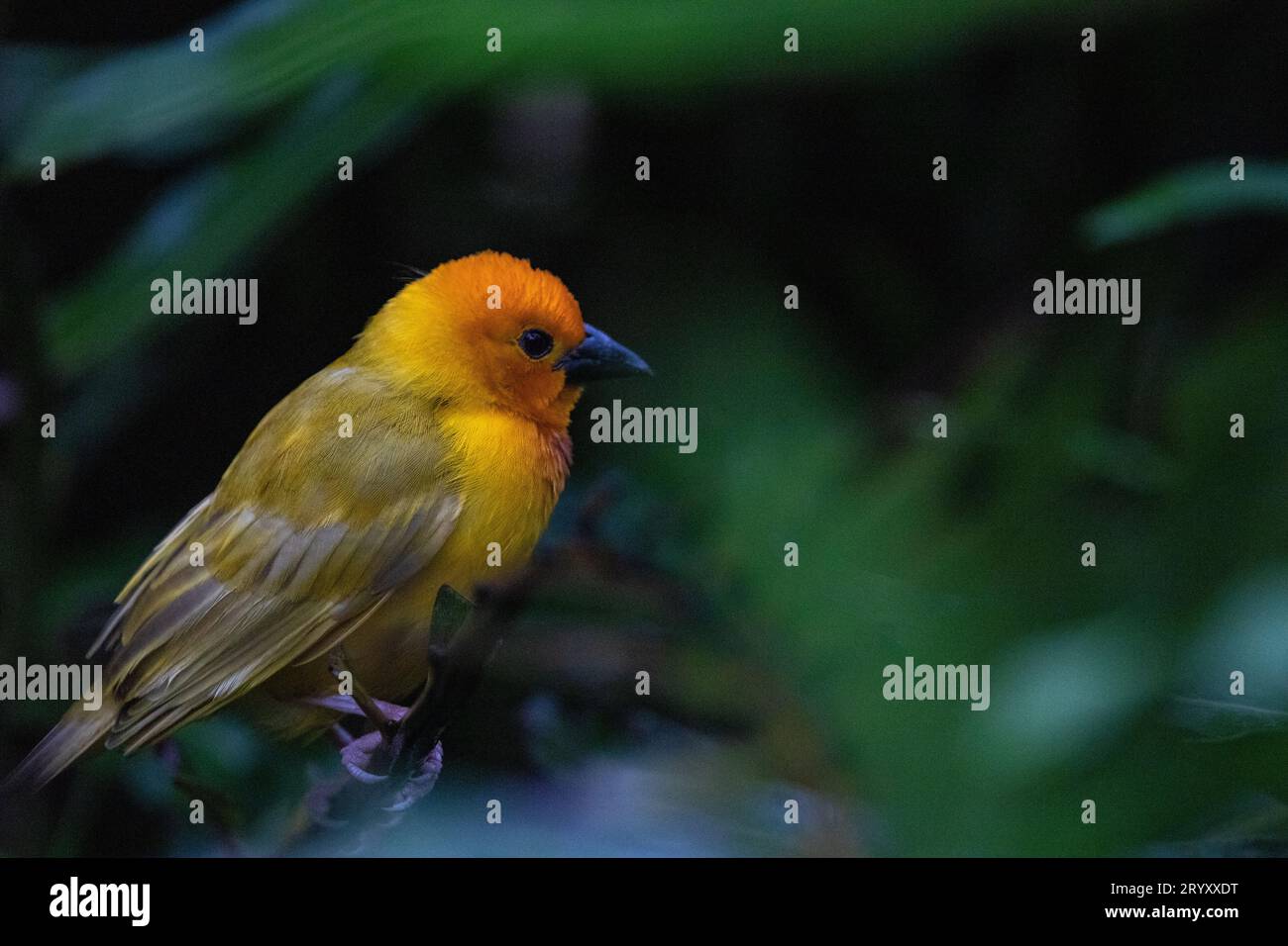 Naturschauspiel in Kenia: Yellow Weaver Bird baut ein Nest Stockfoto