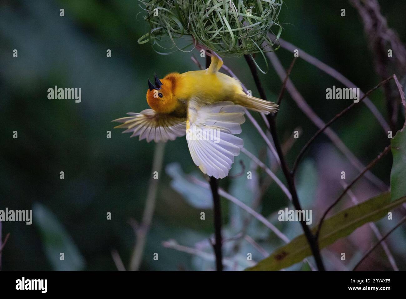 Faszinierende Safari-Begegnung: Gelber Webervogel baut ein Nest Stockfoto