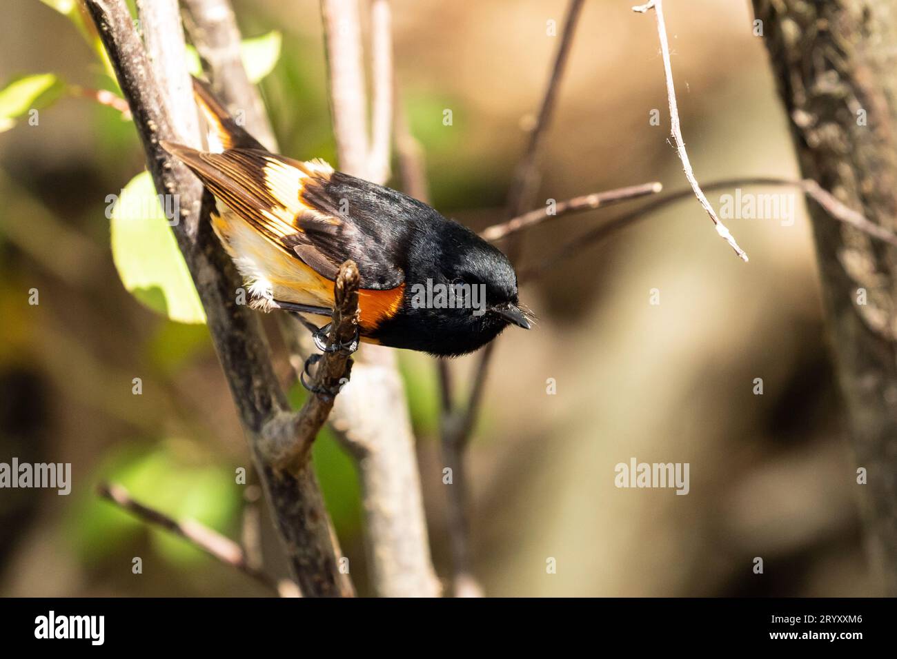 Nahaufnahme eines männlichen amerikanischen Redstarts, der auf einer Zweigstelle während des Frühlingszuges hockt, Ontario, Kanada. Der wissenschaftliche Name ist Setophaga ruticilla Stockfoto