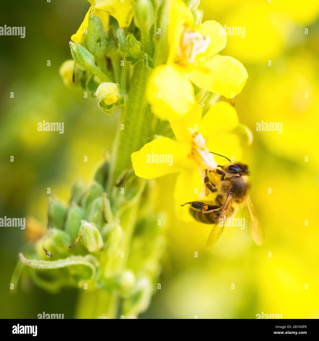 Biene sammelt Pollen an der gelben Blume Stockfoto