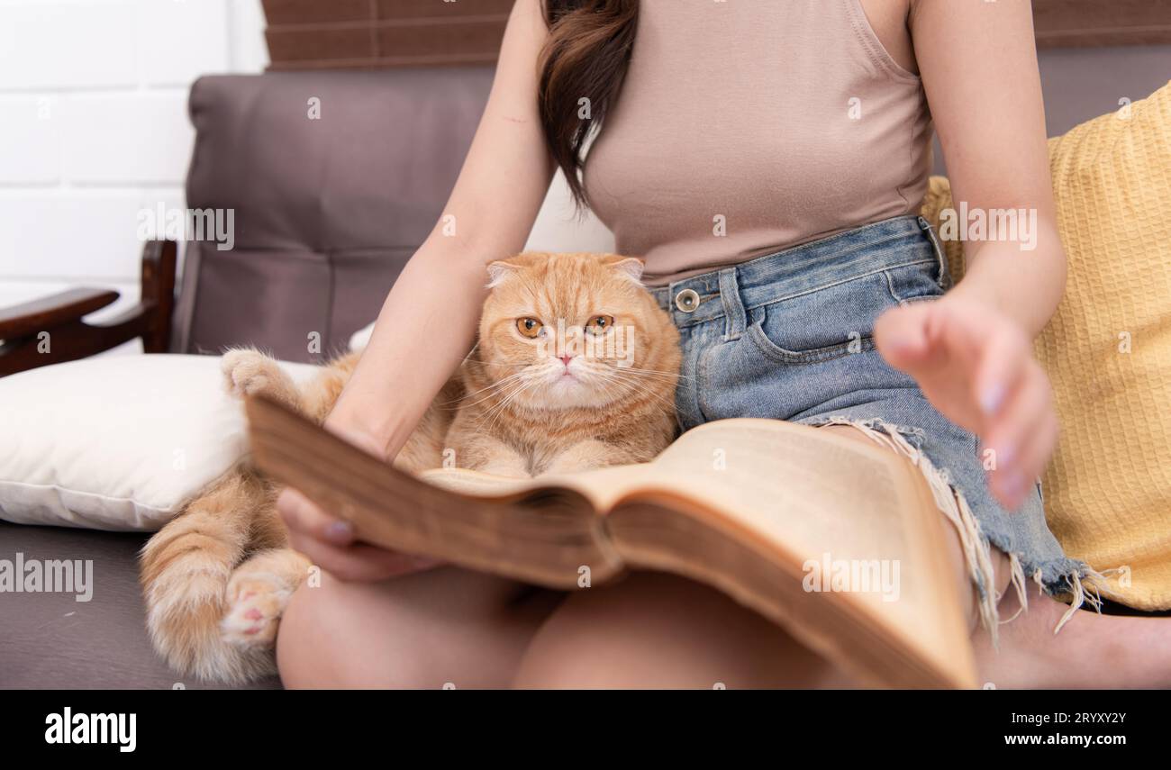 Eine intelligente Perserkatze starrt auf ein Buch, das ihr Besitzer eröffnet hat. Stockfoto