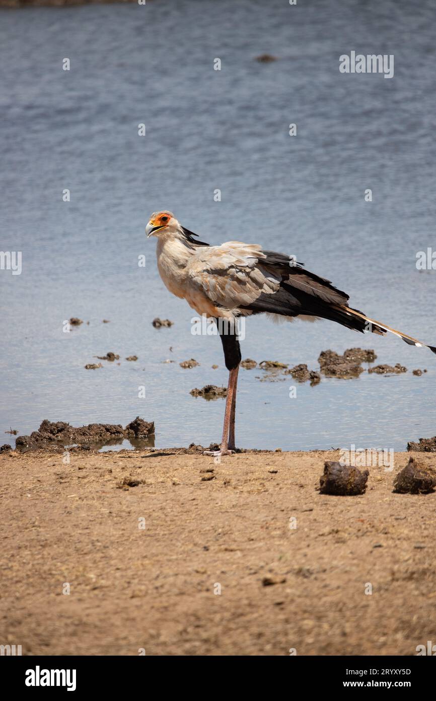 Afrikanische Vogelbeobachtung: Fasziniert von Kenias Vogelwelt Stockfoto