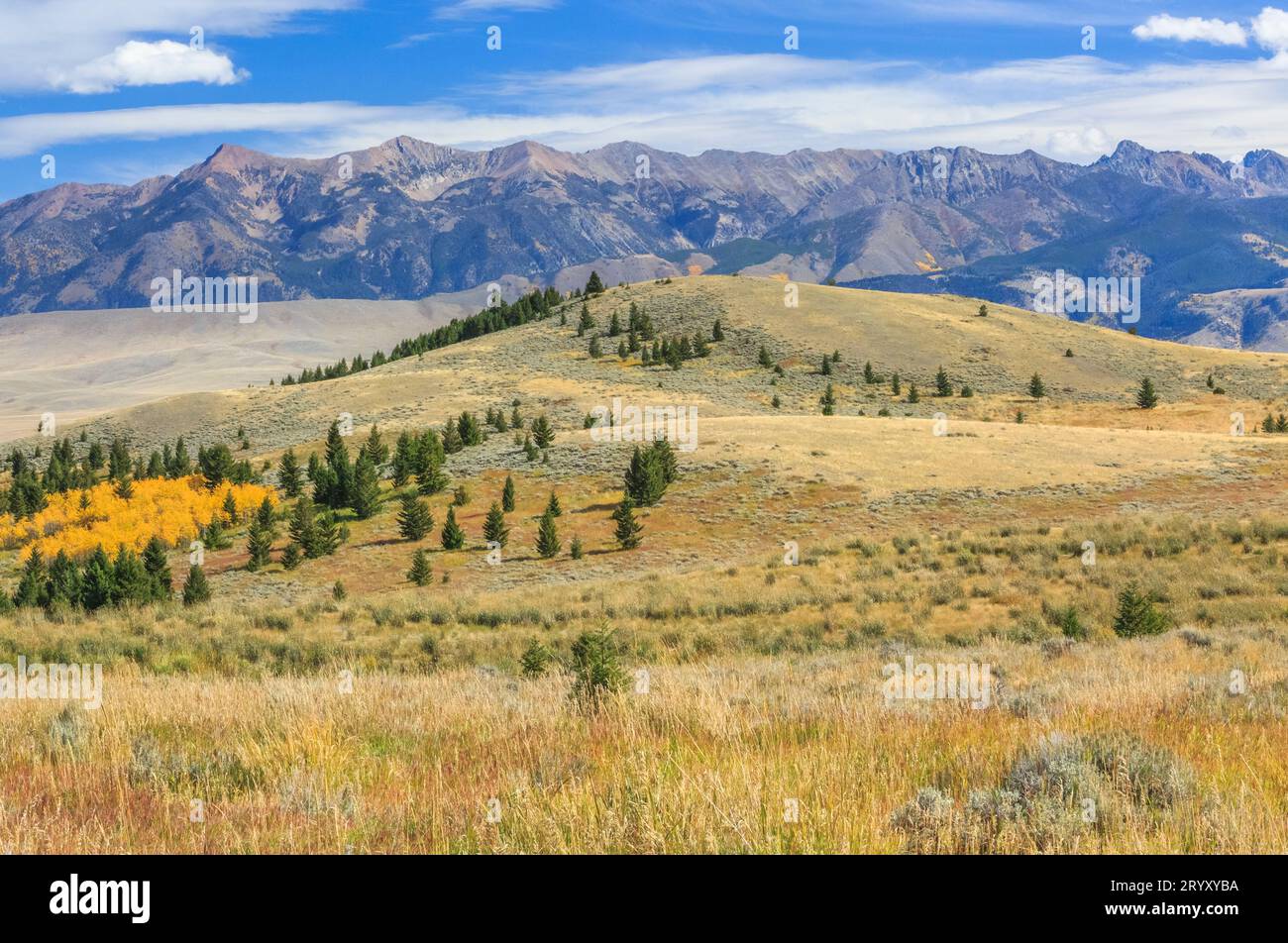 aspenhain in Herbstfarbe unterhalb der madison Range bei cameron, montana Stockfoto