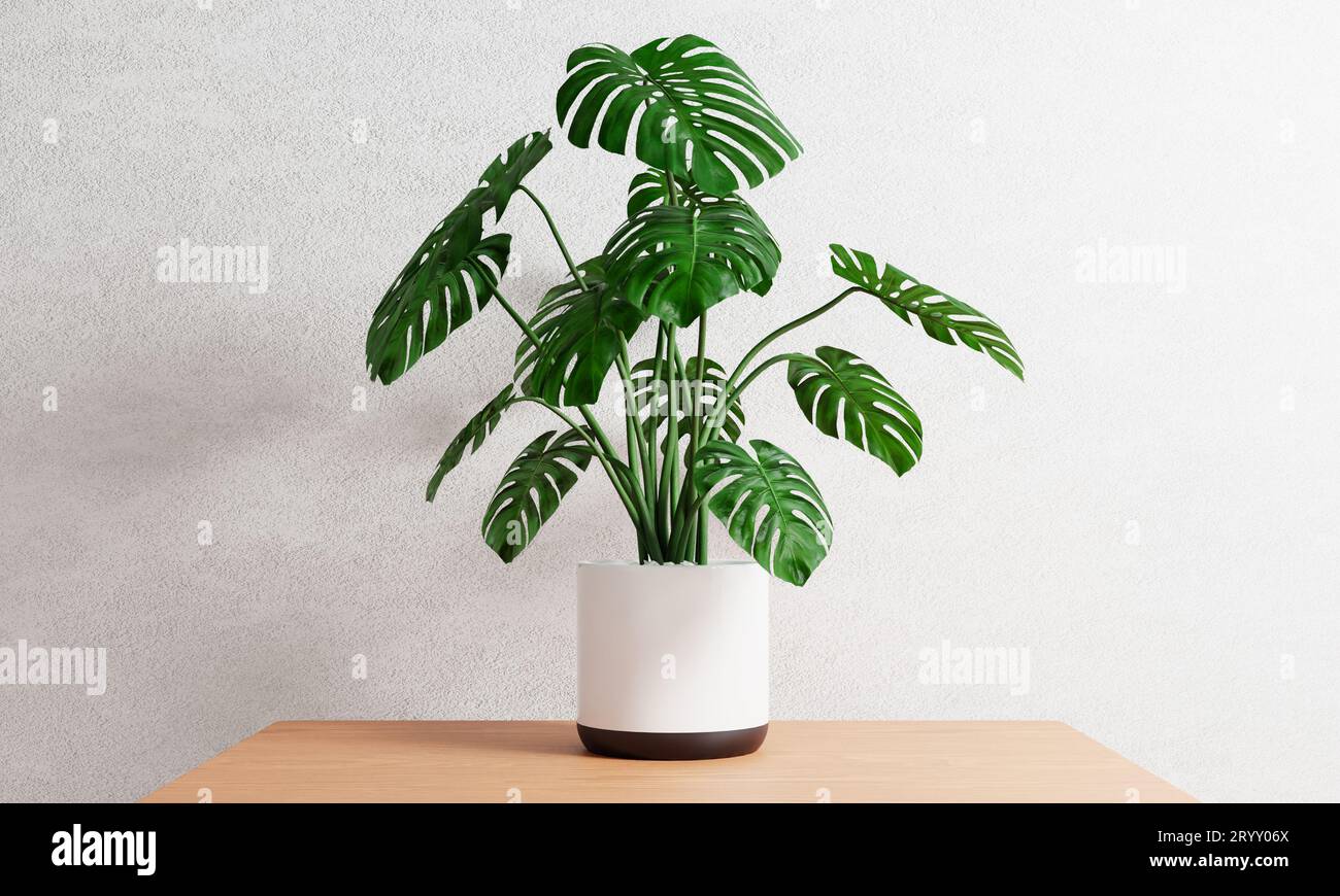 Monstera im Pflanztopf auf dem Tisch im Haus mit weißem Betonhintergrund. Botanische Natur und Dekorationskonzept. 3D-Abbildung Stockfoto