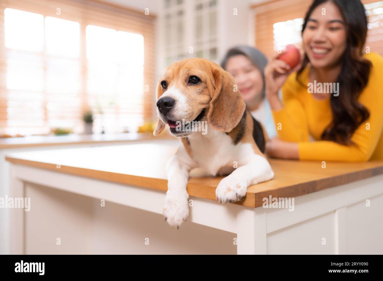 Beagle Hund mit Mutter und Tochter am Wochenende kochen sie zusammen in der Küche des Hauses. Stockfoto