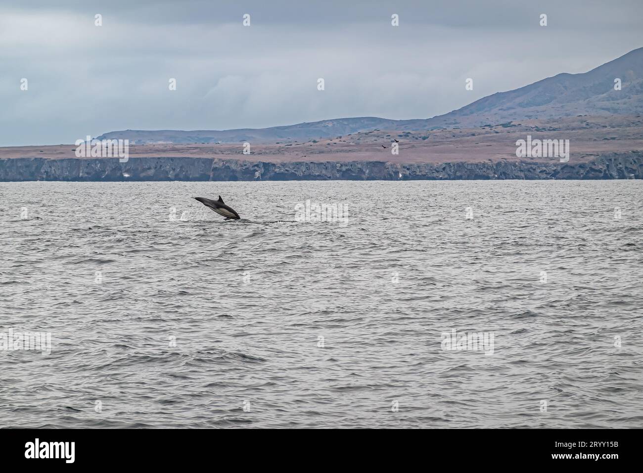 Santa Cruz Island, CA, USA - 14. September 2023: Delfin springt in die Luft, Nase zurück i Wasser, vor der Ostküste. Bräunliches Plateau und dunkel Stockfoto