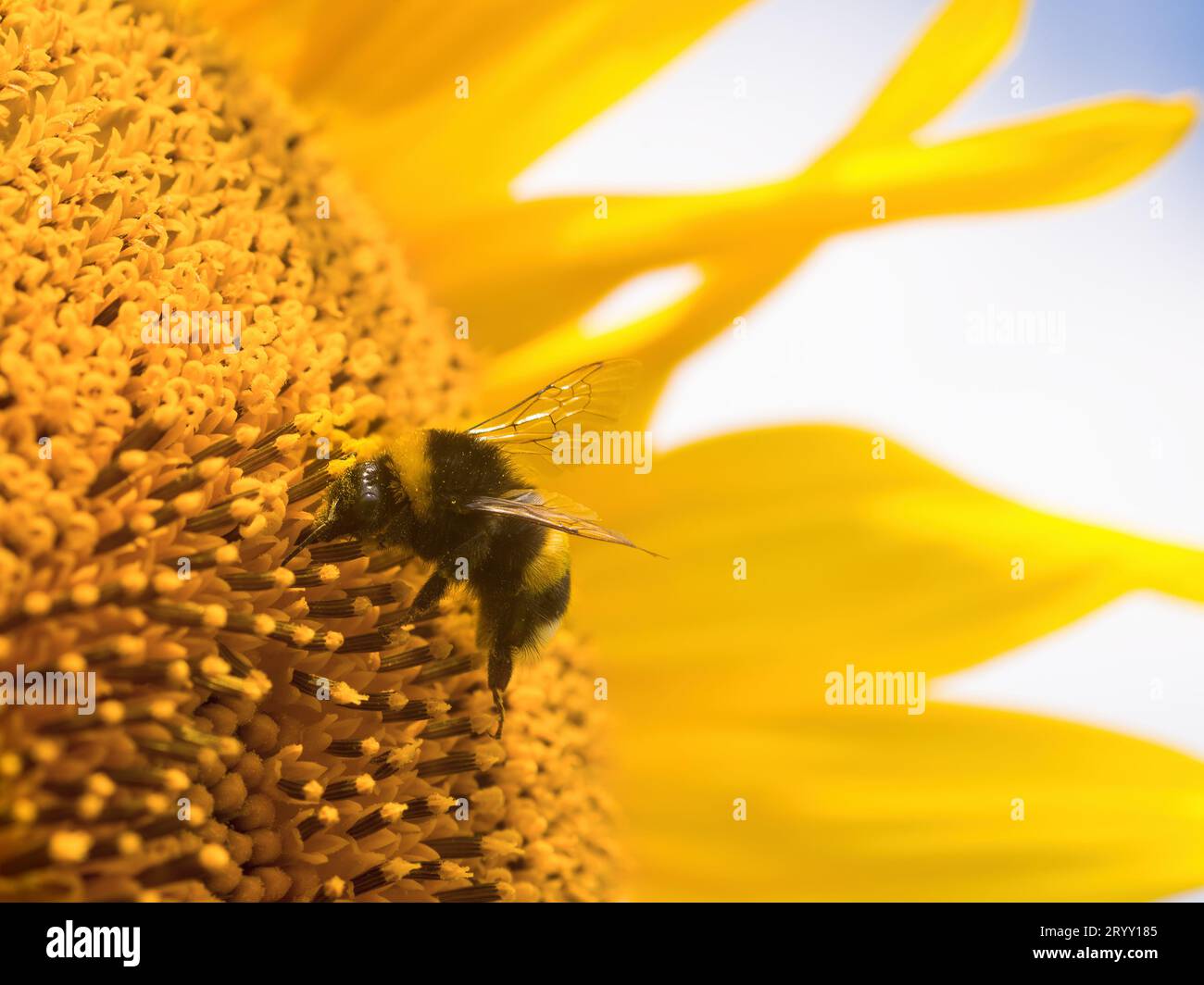 Biene auf einer Sonnenblume Stockfoto