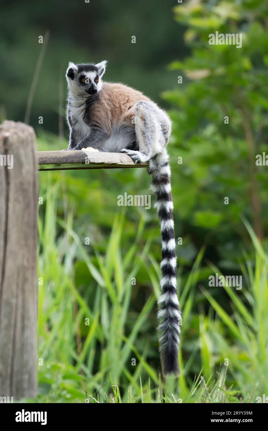 Ringschwanzlemur ein Porträt Stockfoto