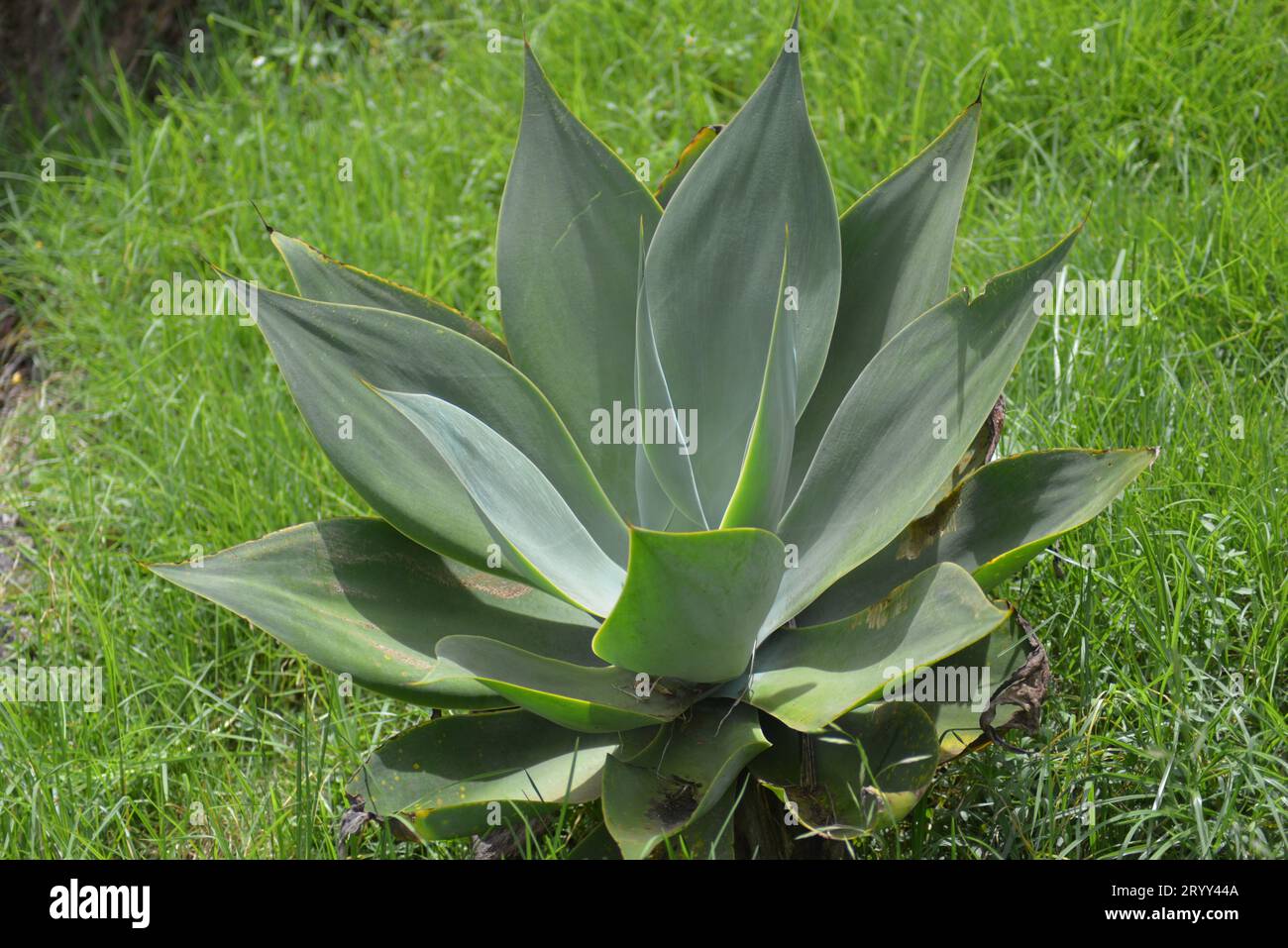 Das ist die aus der Aloe Vera-Familie Stockfoto