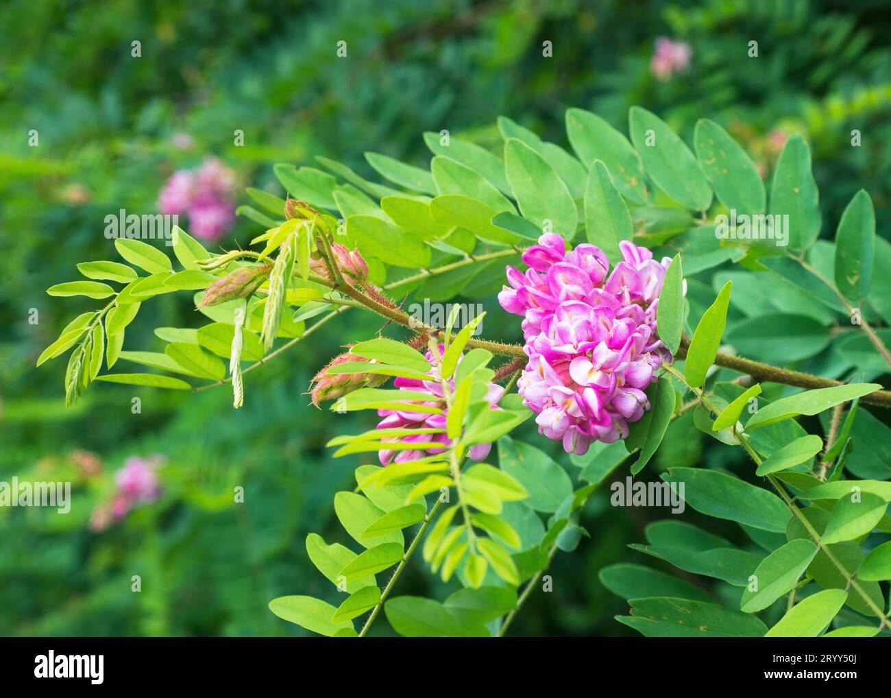 Die Bude einer rosa Akazienblume Stockfoto