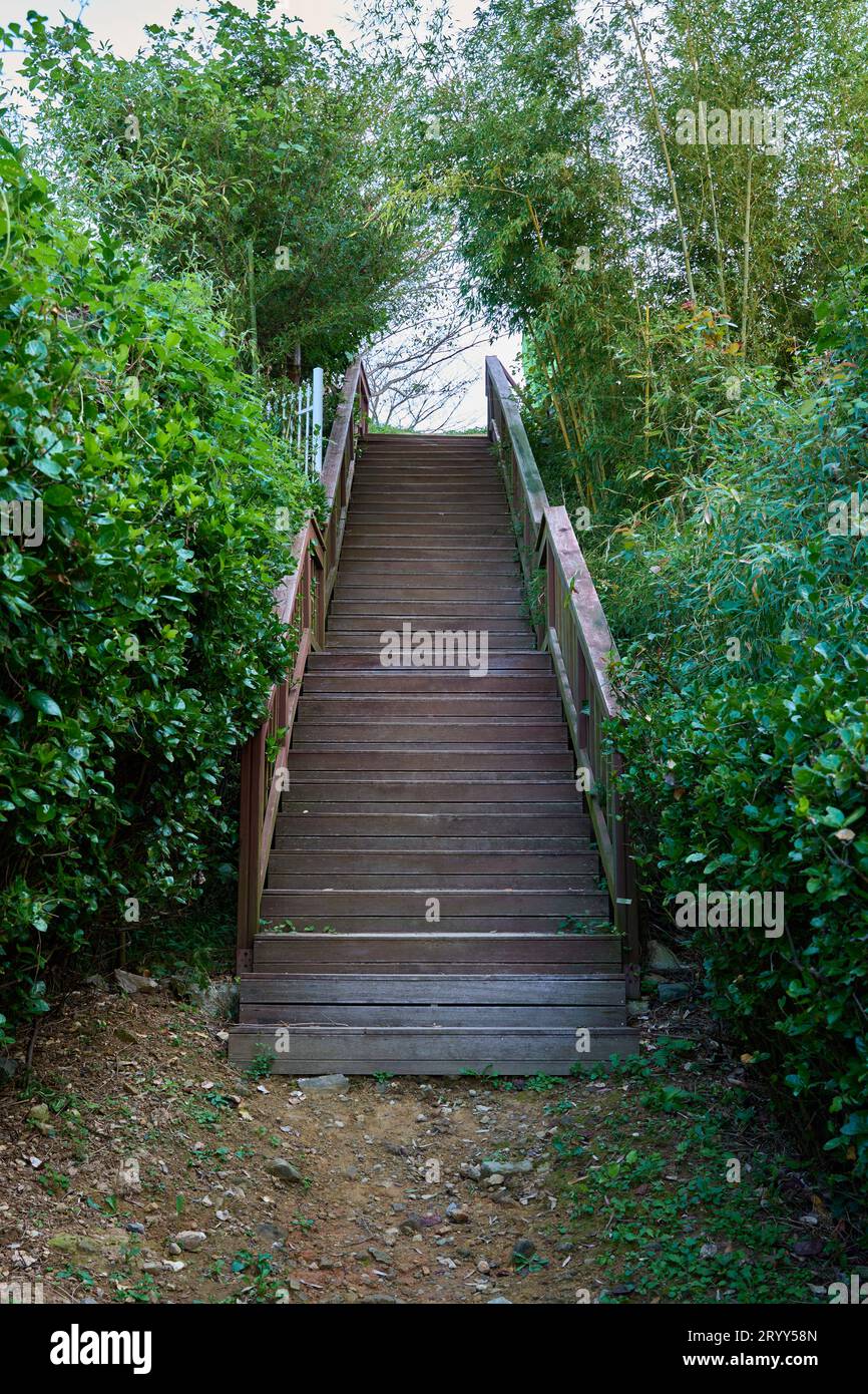 Von Bäumen gesäumter Wanderweg mit einer kleinen Holztreppe Stockfoto