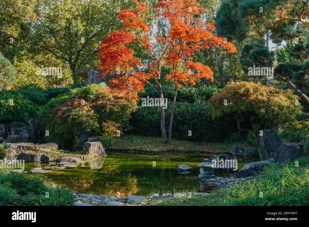 Schöne ruhige Szene im japanischen Frühjahrsgarten. Japan Herbstbild. Schöner japanischer Garten mit einem Teich und roten Blättern. Teich i Stockfoto