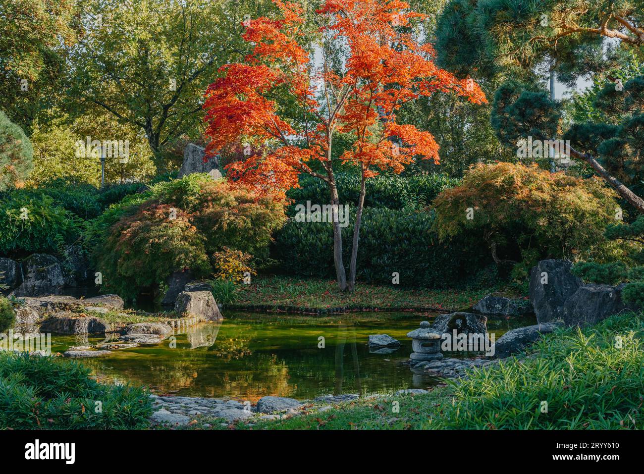 Schöne ruhige Szene im japanischen Frühjahrsgarten. Japan Herbstbild. Schöner japanischer Garten mit einem Teich und roten Blättern. Teich i Stockfoto