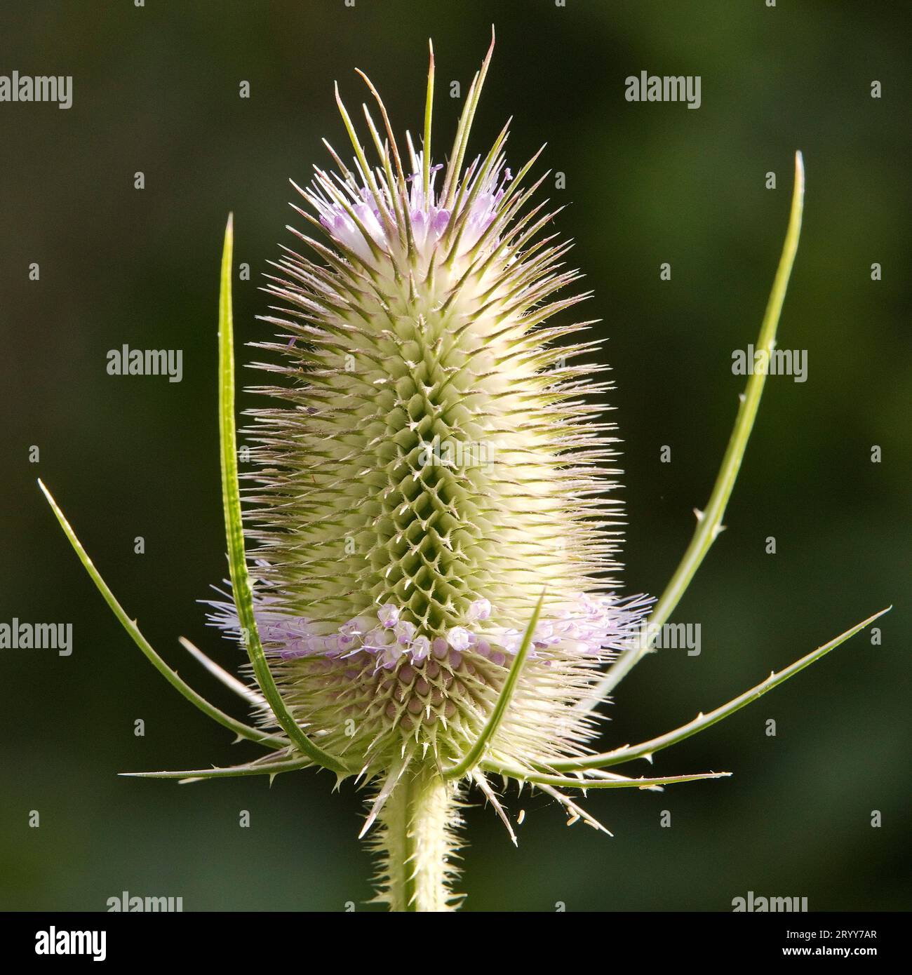 Wilde Teasel, Dipsacus fullonum, in Blume, Witten, Nordrhein-Westfalen, Deutschland, Europa Stockfoto