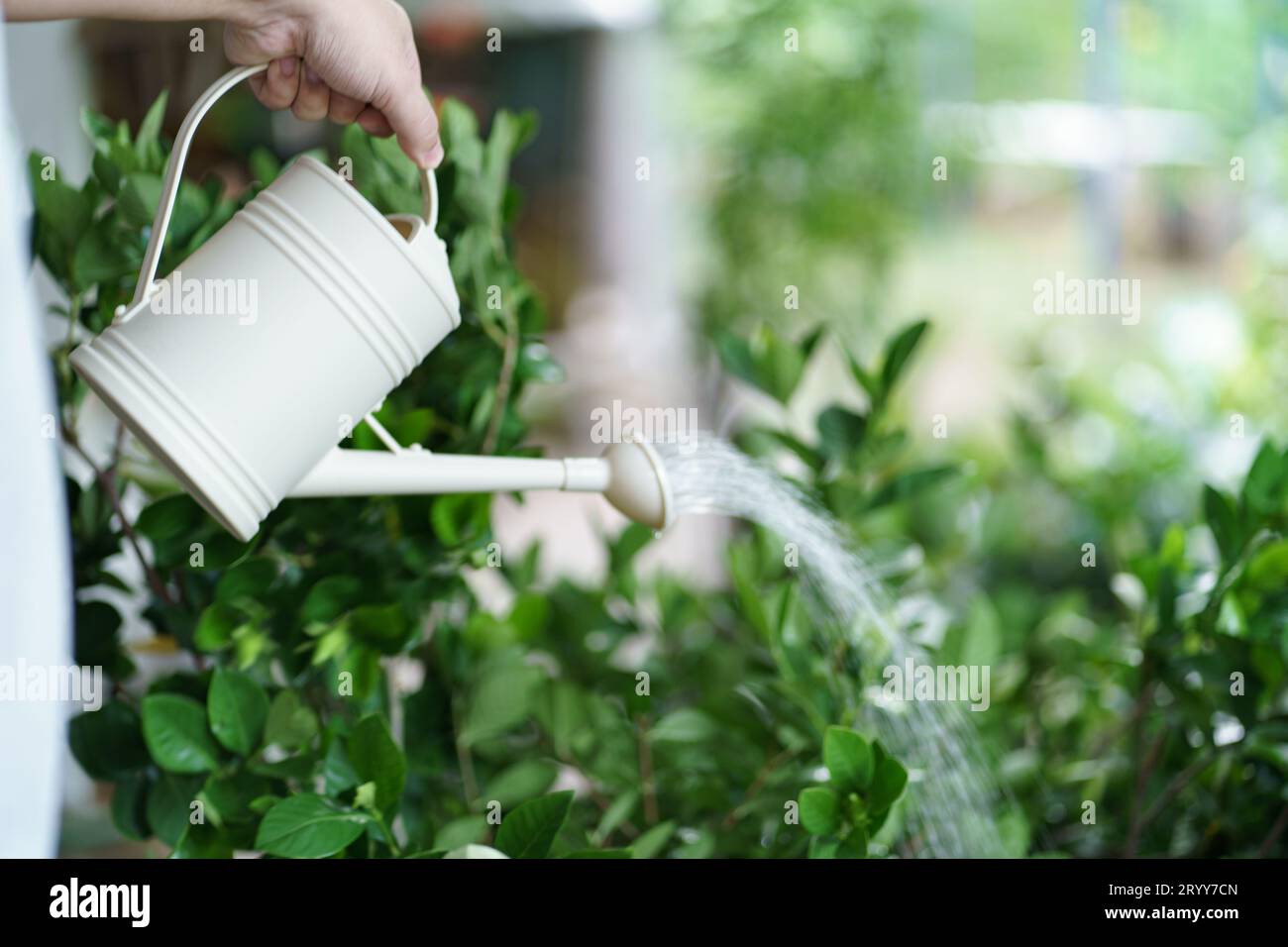 Mann, der plantsÂ in seinem Garten tränkt. Urbane Gartenbewässerung Frischgemüse Natur- und Pflanzenpflegekonzept Stockfoto