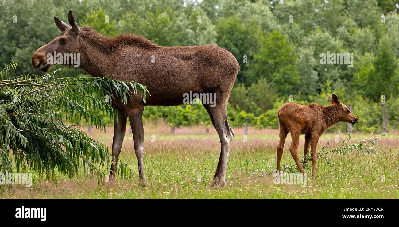 Eurasische Elchkuh mit Elchkalb, Alces alces, Gefangenschaft im Zoo Sababurg, Hofgeismar, Deutschland, Europa Stockfoto