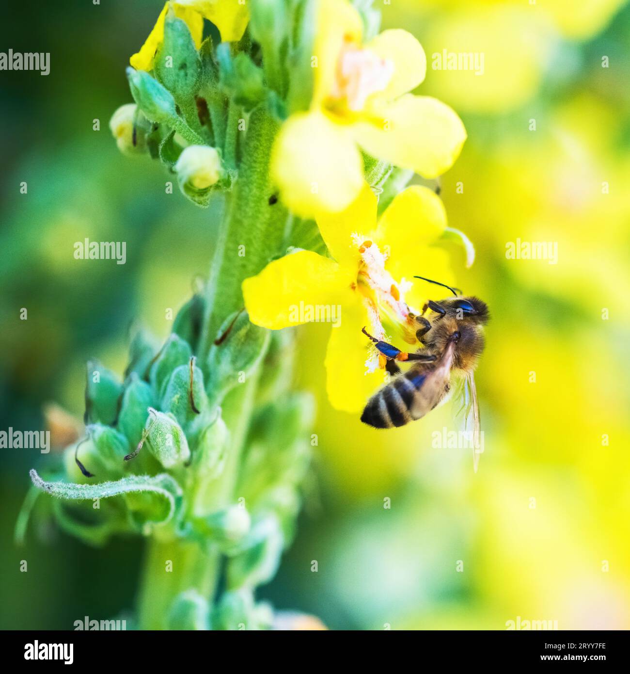 Bienen sammeln Nektar und Pollen auf gelben Blüten Stockfoto