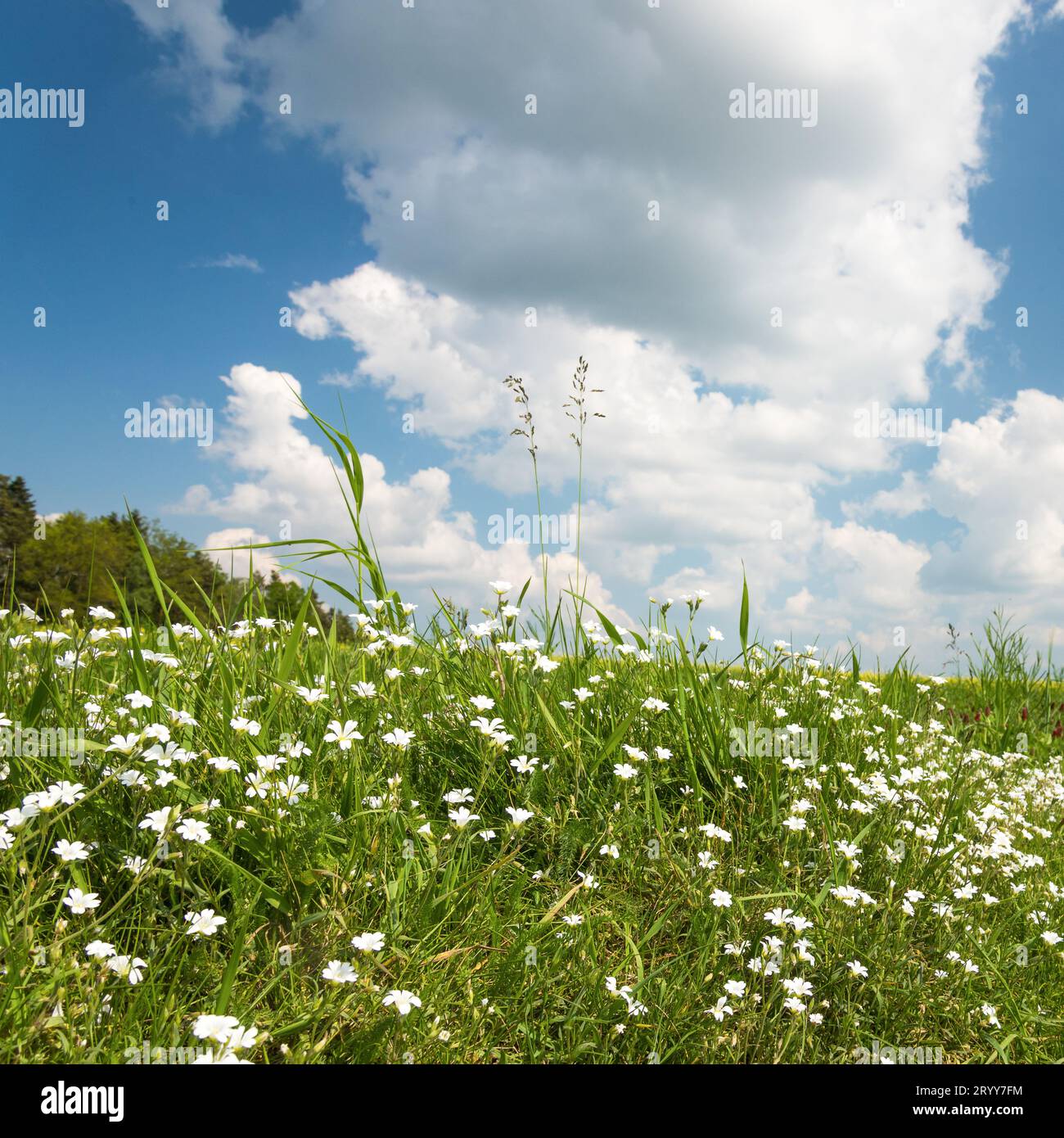 Wiese mit Wolken im Frühling Stockfoto