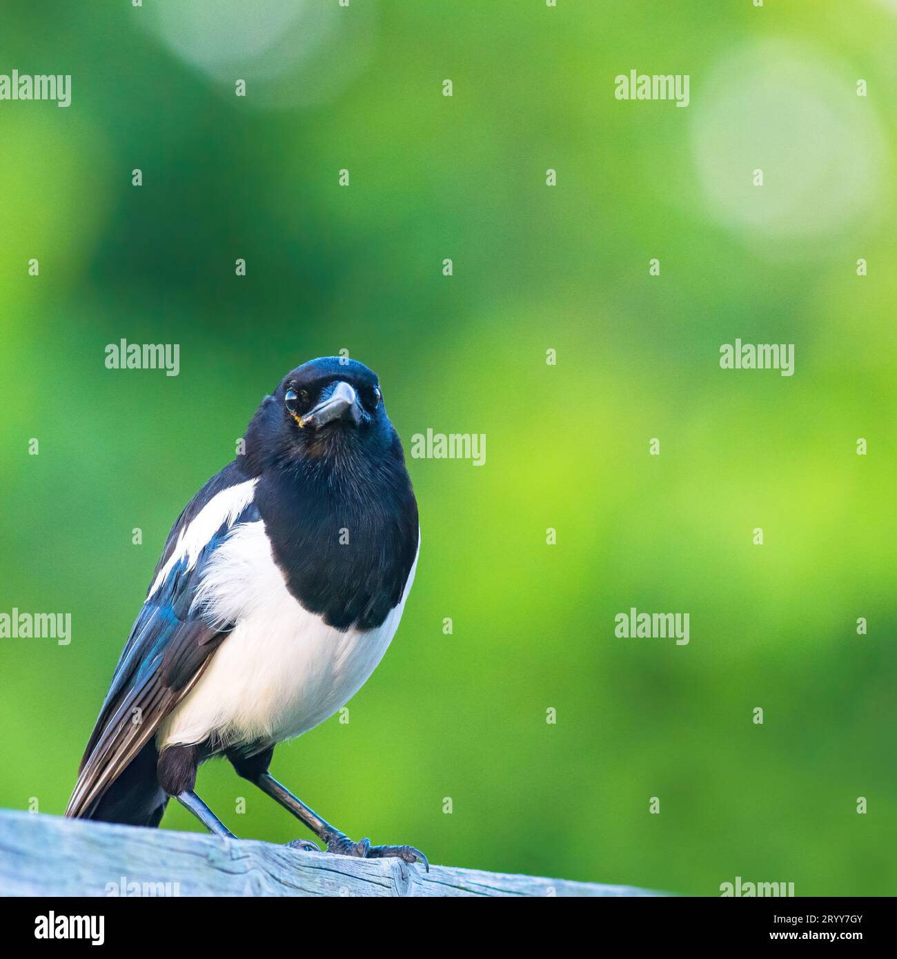 Magpie, die auf einem Holzzaun steht Stockfoto