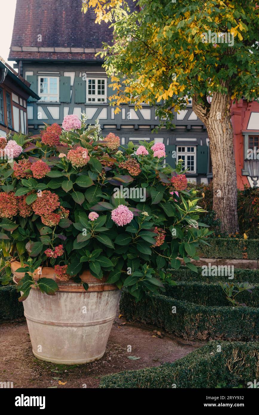 Traditionelle deutsche Häuser mit schönem Garten im Herbst. Blumen im Stadtpark Bietigheim-Bissingen, Baden-Württemberg Stockfoto