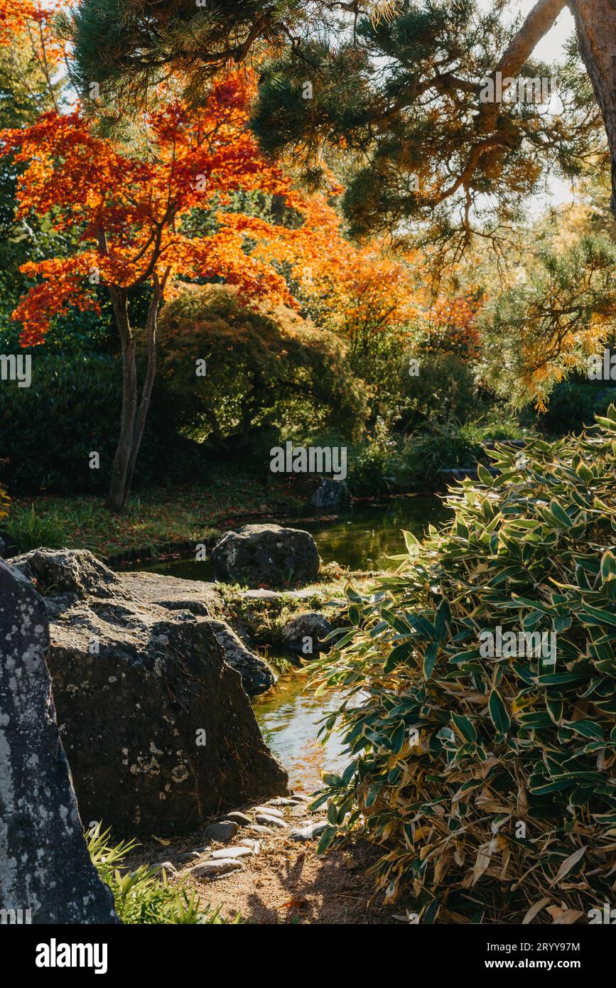 Schöne ruhige Szene im japanischen Frühjahrsgarten. Japan Herbstbild. Schöner japanischer Garten mit einem Teich und roten Blättern. Teich i Stockfoto