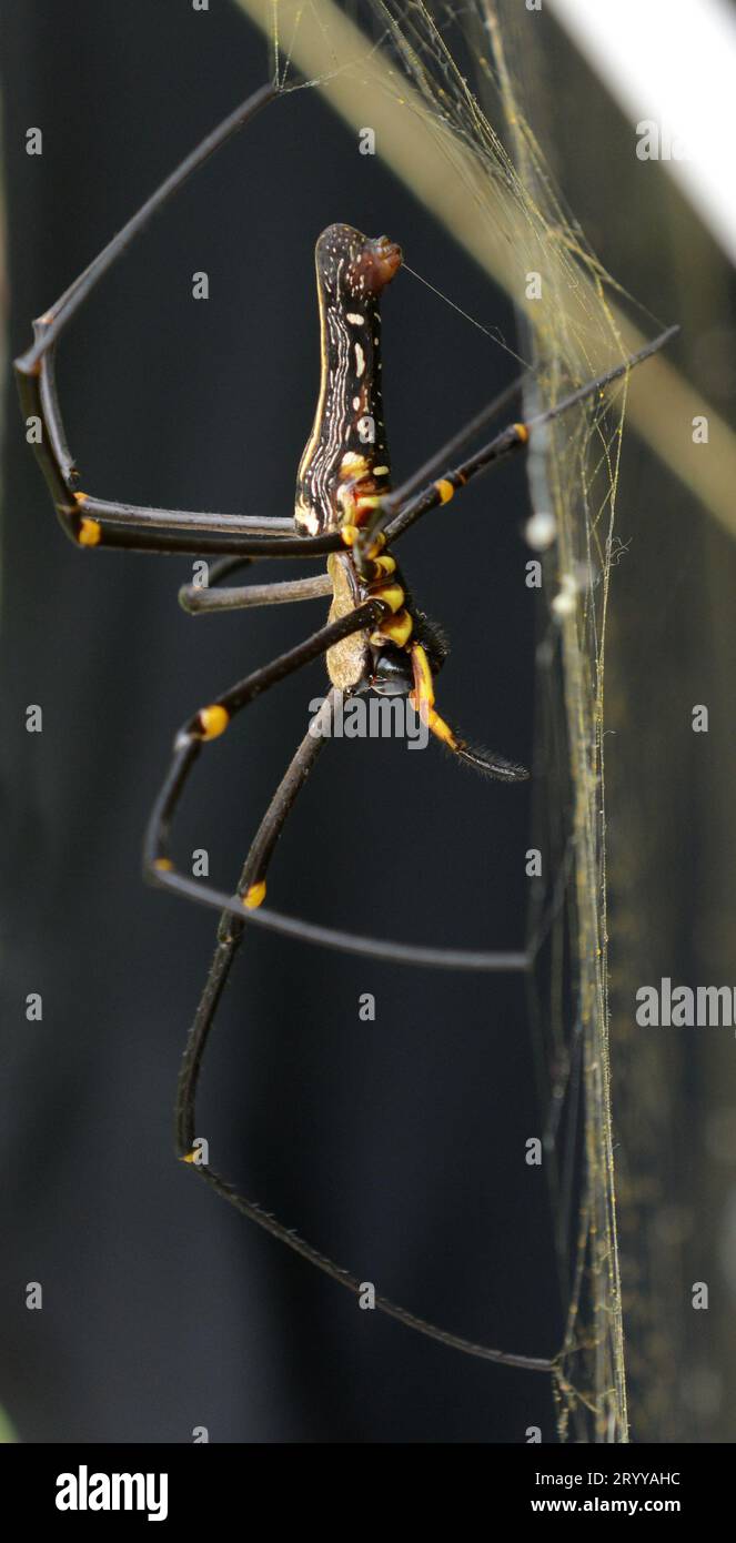 Nördlicher Goldener Orb Weaver spinnt sein Netz im Wald auf Lamma Island in Hong Kong. Stockfoto