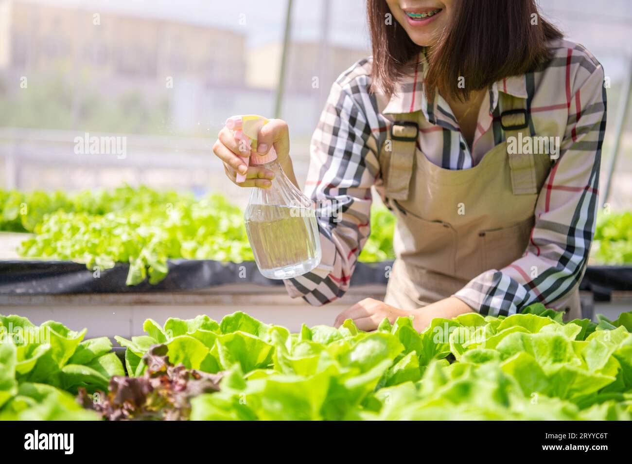 Nahaufnahme von nebeliger Wassersprühflasche bei Landwirtinnen, die Hand zum Keimen von hydroponischem Gemüse in Gewächshausgarten sprühten Stockfoto