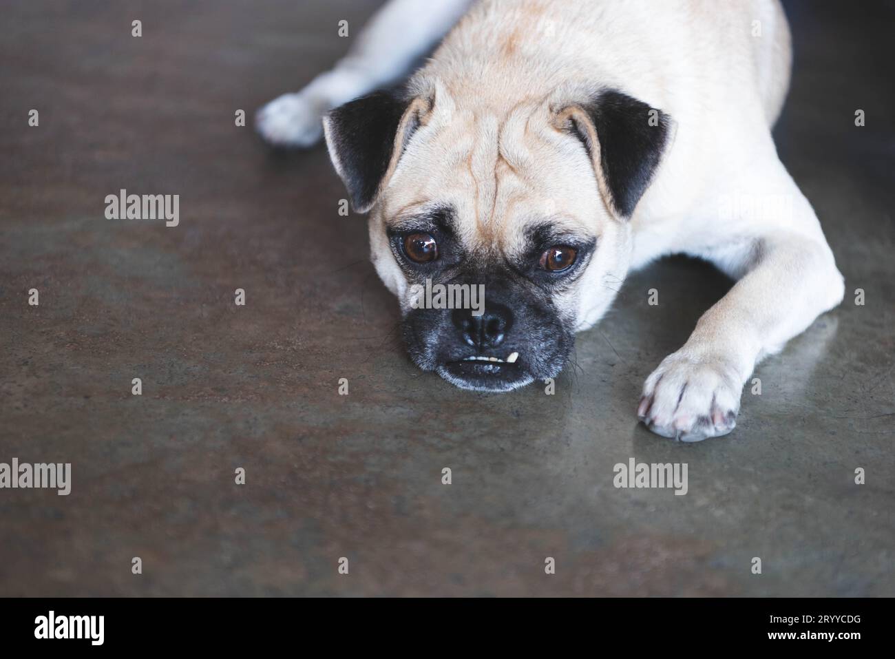 Mops-Hund, der draußen auf dem Boden schaut und darauf wartet, dass der Besitzer nach Hause kommt, nachdem er zu Hause gearbeitet hat. Schönes Haustier und süßer Hund. Be Stockfoto