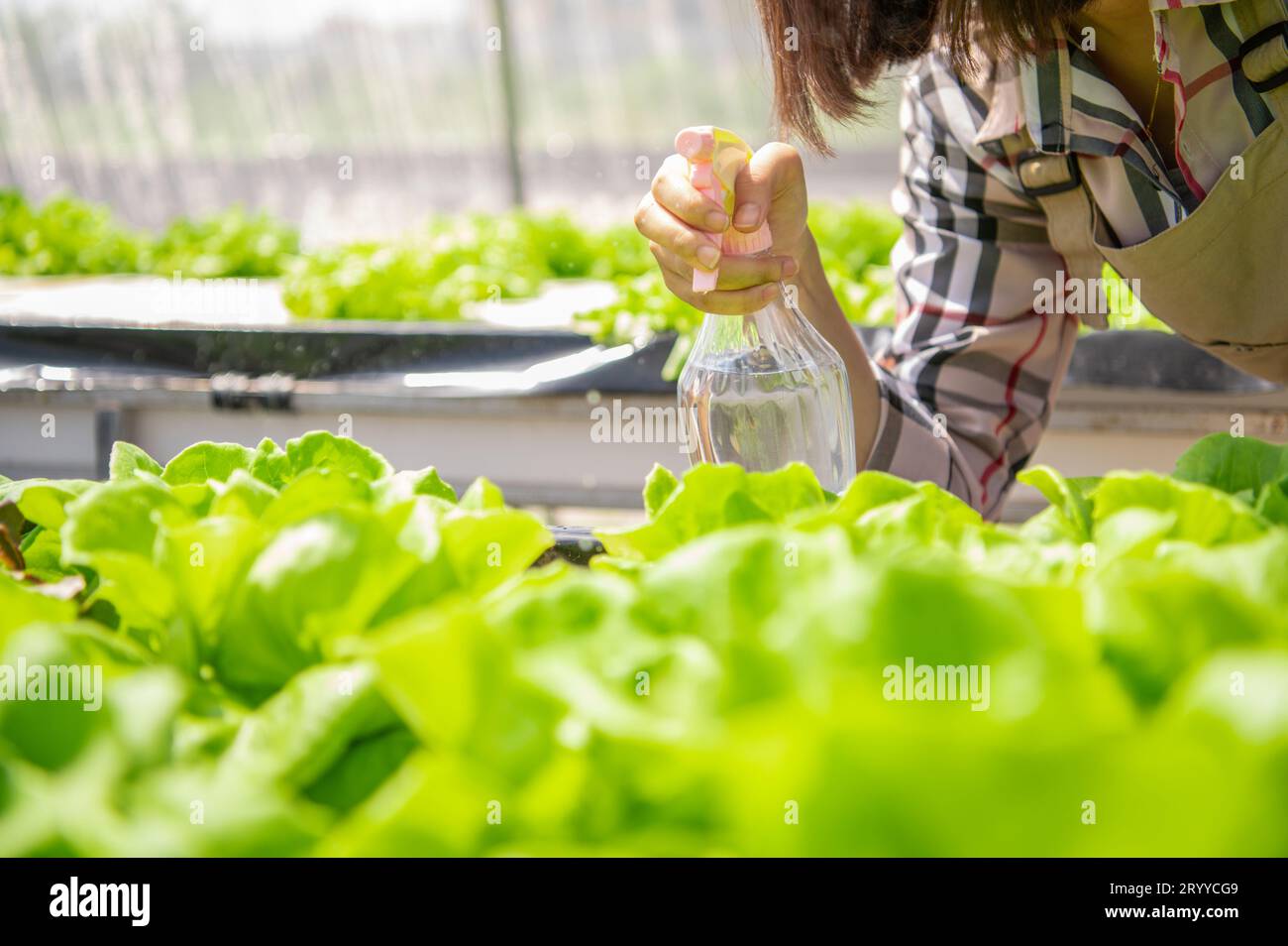 Nahaufnahme von nebeliger Wassersprühflasche bei Landwirtinnen, die Hand zum Keimen von hydroponischem Gemüse in Gewächshausgarten sprühten Stockfoto