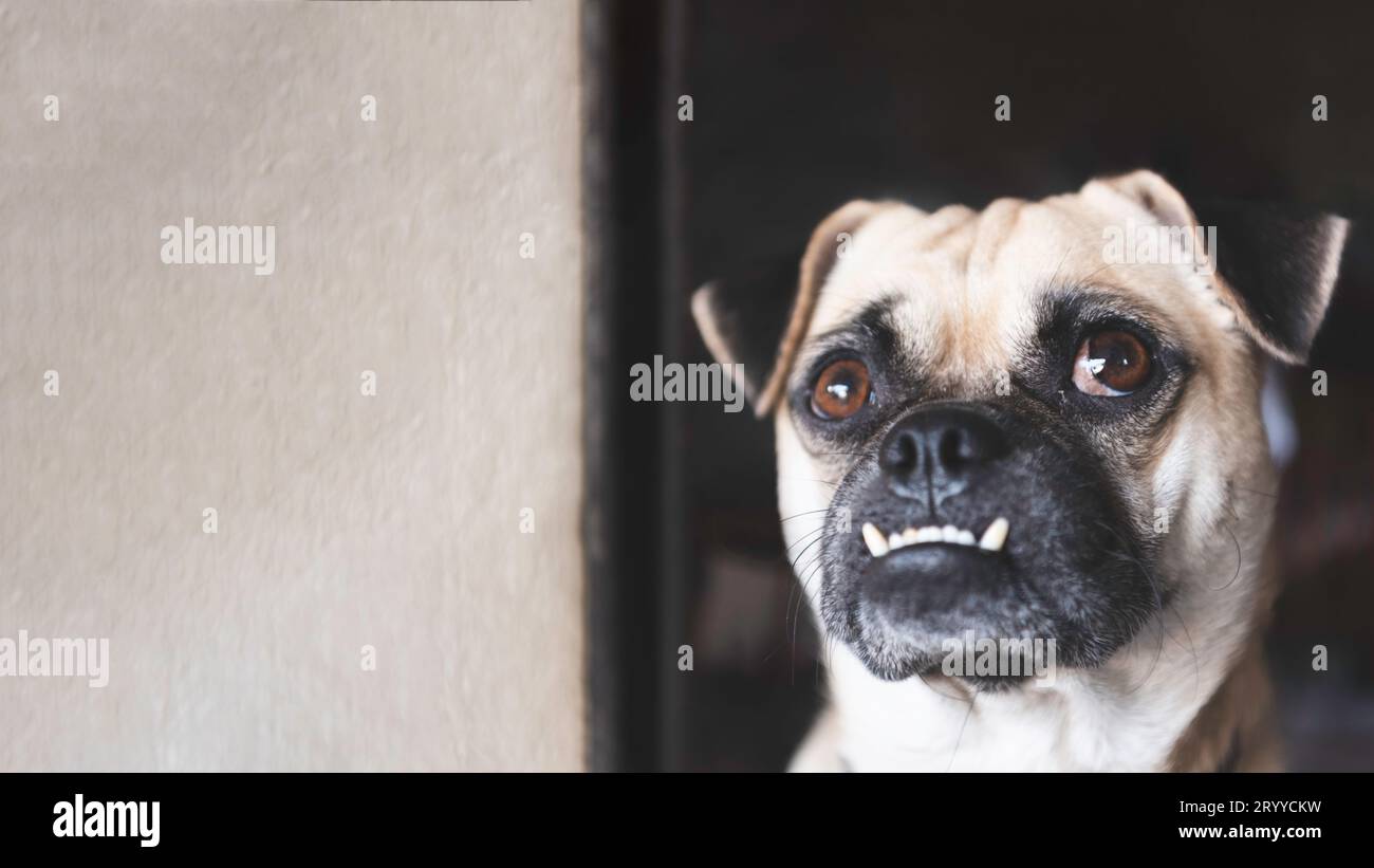 Mops-Hund, der aufblickt und auf den Besitzer wartet, der nach Hause kommt, nachdem er mit weißem Wandhintergrund gearbeitet hat. Schönes Haustier und süßer Hund. Stockfoto
