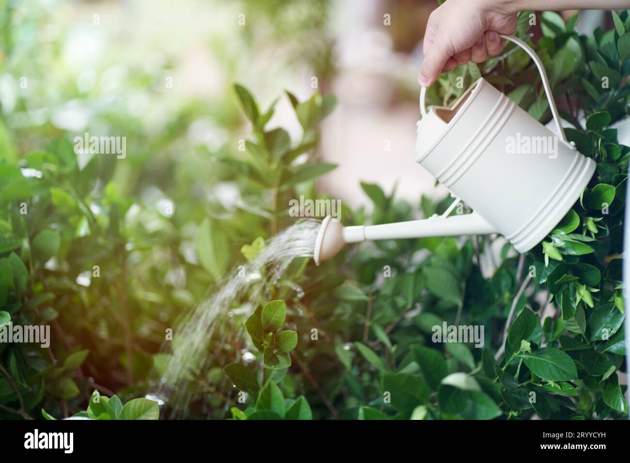 Mann, der plantsÂ in seinem Garten tränkt. Urbane Gartenbewässerung Frischgemüse Natur- und Pflanzenpflegekonzept Stockfoto