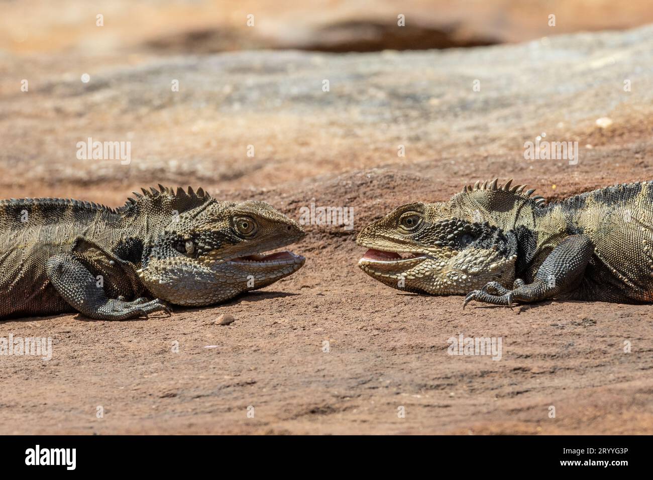 Australische männliche Eastern Water Dragons kämpfen um Territorium und Frauen Stockfoto
