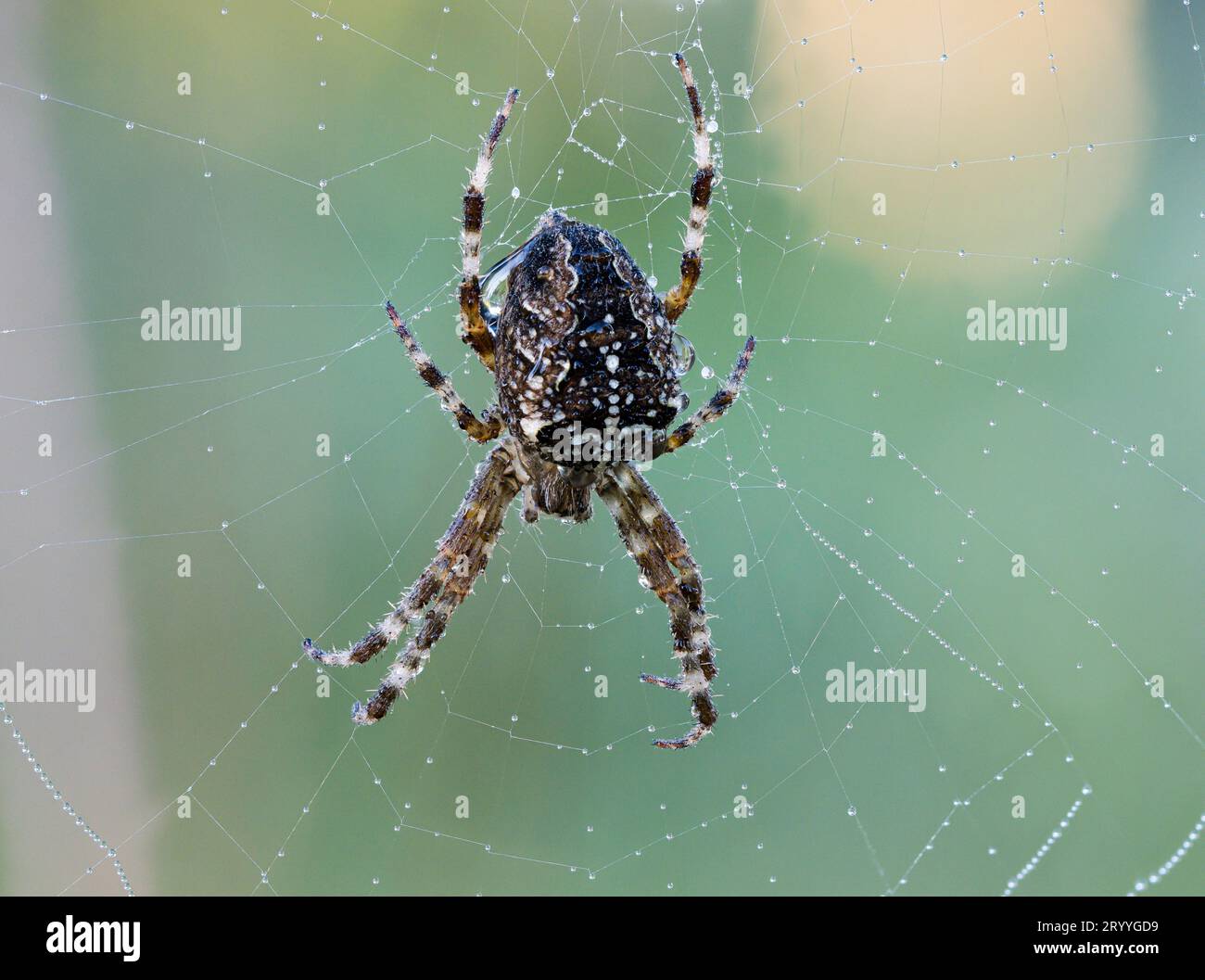 Europäische Gartenspinne (Araneus diadematus), die noch vom Morgentau benetzt ist und auf die aufgehende Sonne in der Mitte ihres Netzes im Norden wartet Stockfoto