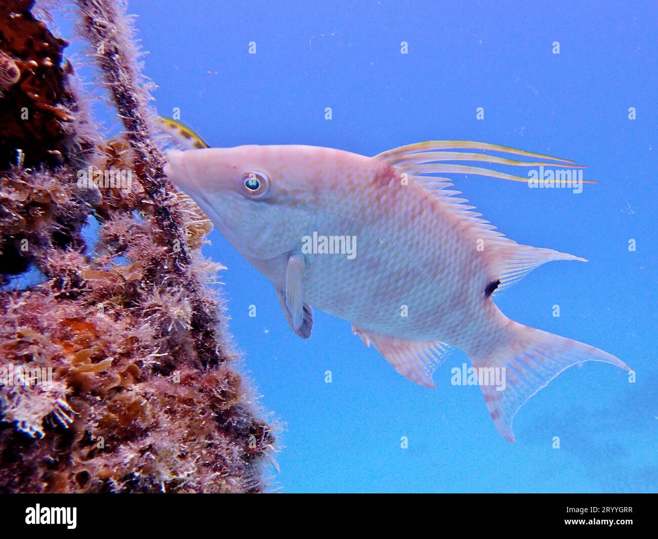 Stachelfisch (Lachnolaimus maximus), ändert die Farbe. Tauchplatz John Pennekamp Coral Reef State Park, Key Largo, Florida Keys, Florida, USA Stockfoto
