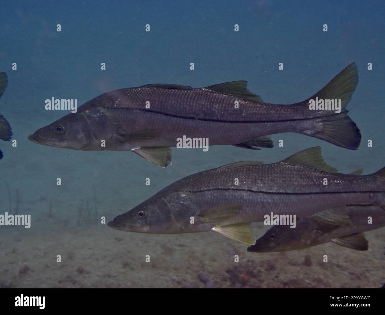 Gemeinsamer Snook (Centropomus undecimalis), Tauchplatz Riviera Beach, Florida, USA Stockfoto