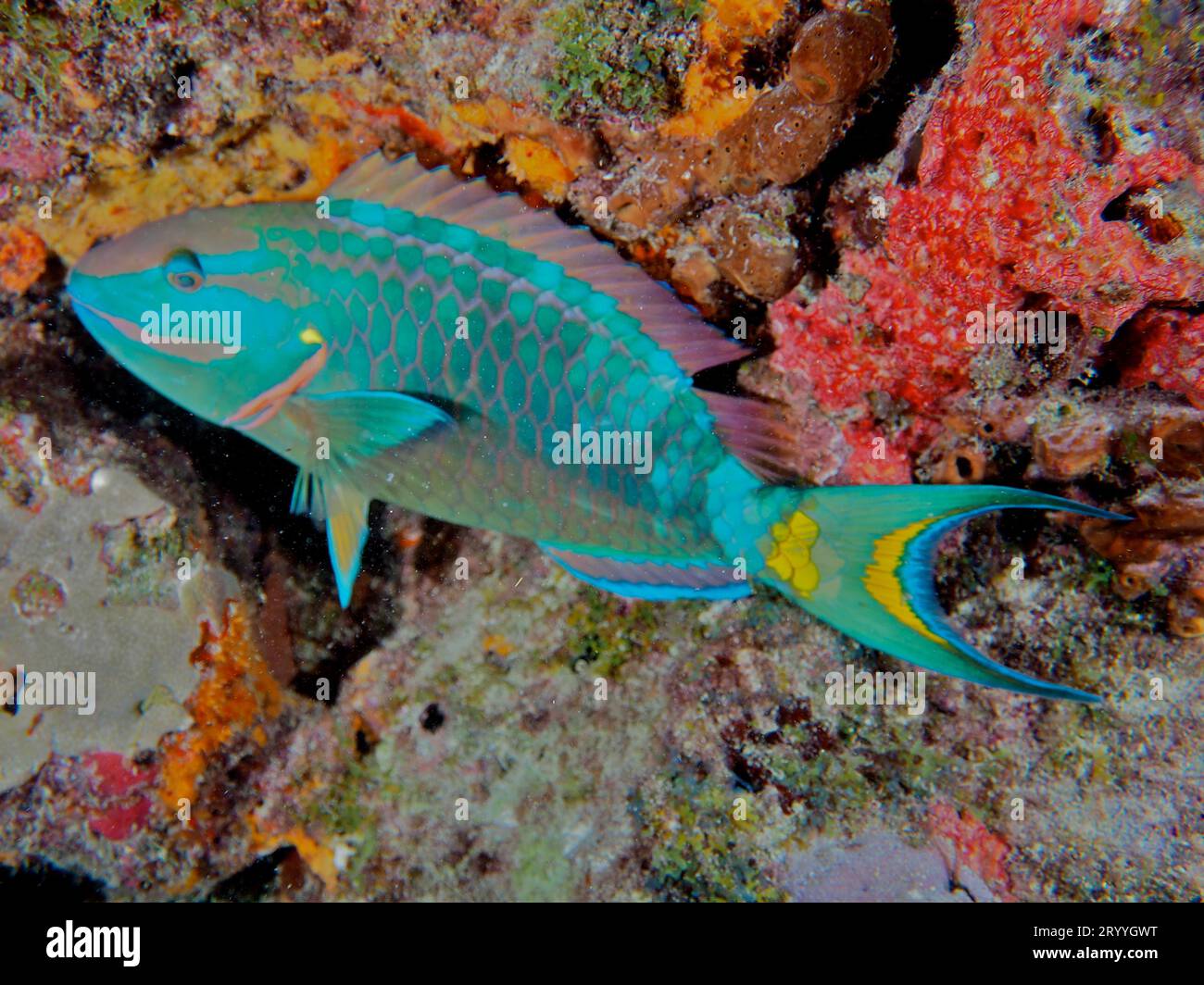 Ampel Papageienfische (Sparisoma viride), Tauchplatz John Pennekamp Coral Reef State Park, Key Largo, Florida Keys, Florida, USA Stockfoto