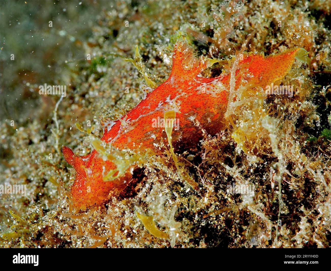 Madeira nudibranch (Plocamopherus maderae) Meeresschnecke. Tauchplatz El Cabron Marine Reserve, Arinaga, Gran Canaria, Spanien, Atlantischer Ozean Stockfoto