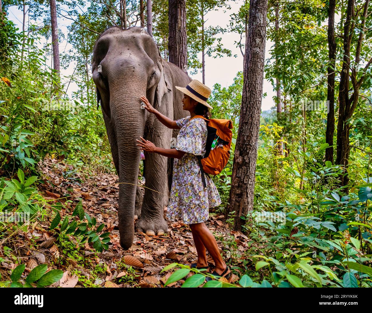 Asiatische Frauen besuchen ein Elefantenschutzgebiet in Chiang Mai Thailand, Mädchen mit Elefanten im Dschungel Stockfoto