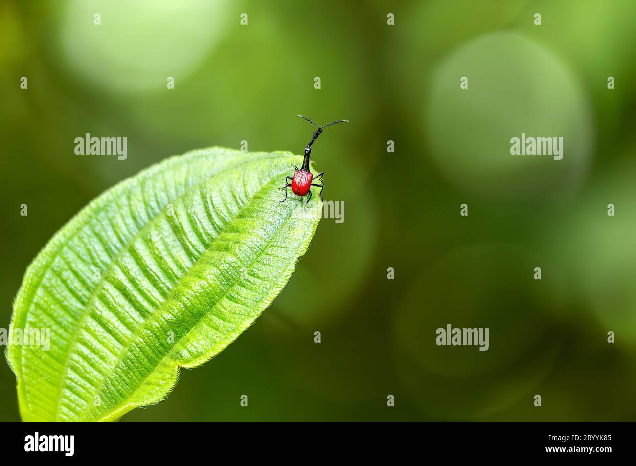 Männlich von Giraffe Weevil, Trachelophorus Giraffa, Ranomafana, Madagaskar Stockfoto