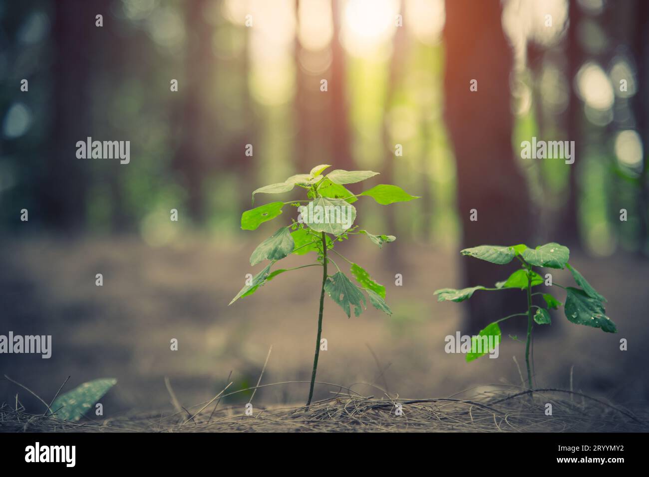In der Nähe der kleinen Pflanze leuchtende bis in den Wald. Anfang des Lebens Konzept. Natur und Landschaft Thema. Stockfoto
