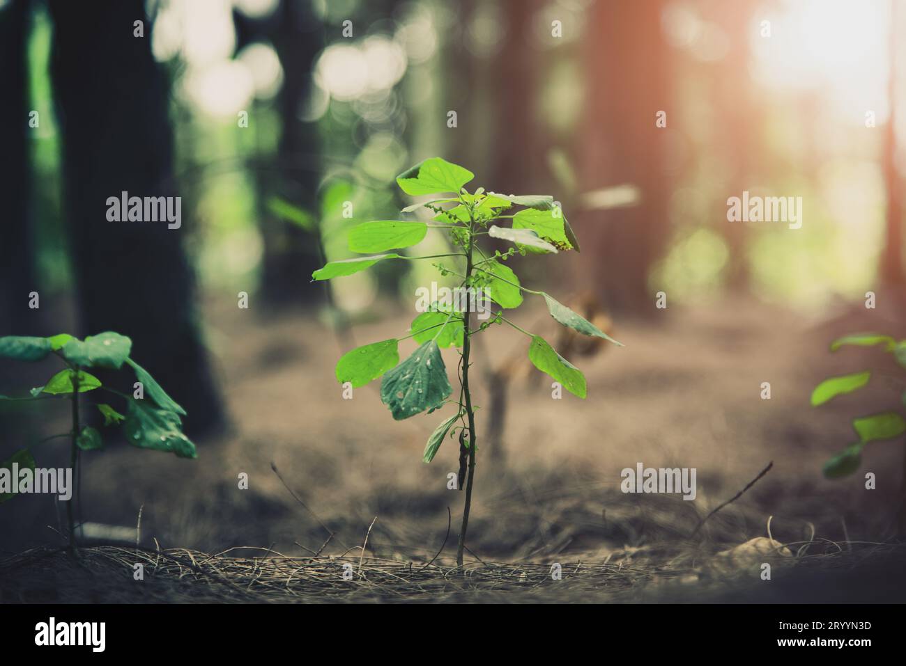 In der Nähe der kleinen Pflanze leuchtende bis in den Wald. Anfang des Lebens Konzept. Natur und Landschaft Thema. Stockfoto