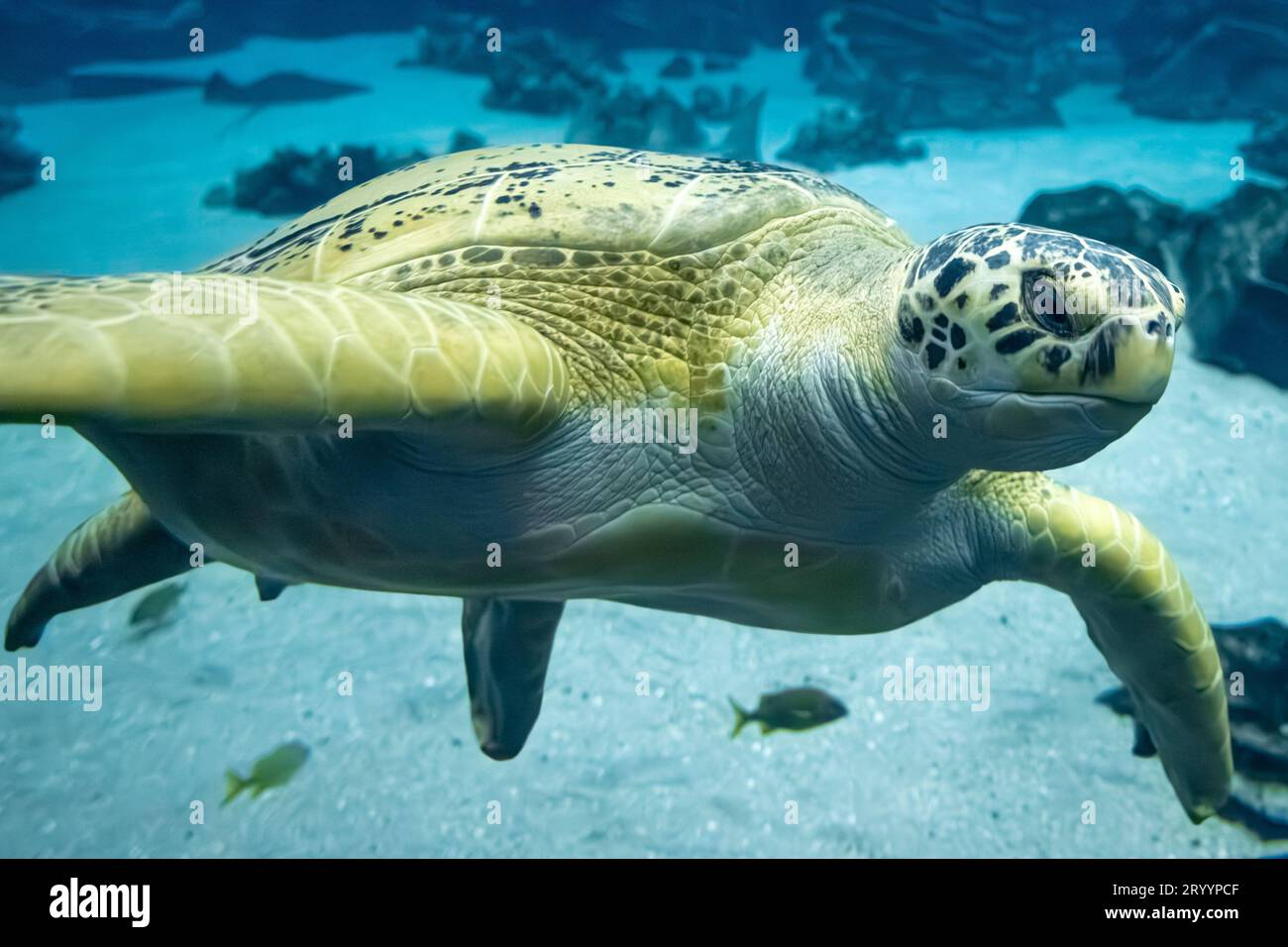 Nahaufnahme einer grünen Meeresschildkröte (Chelonia mydas) im Georgia Aquarium in der Innenstadt von Atlanta. (USA) Stockfoto