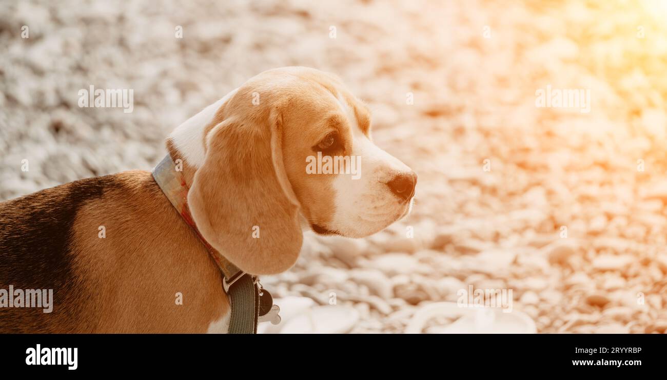 An einem sonnigen Tag ruht sich ein Ingwerhund mit weißen Flecken auf einem Kieselstrand in der Nähe des Meeres aus und wartet auf den Besitzer Stockfoto