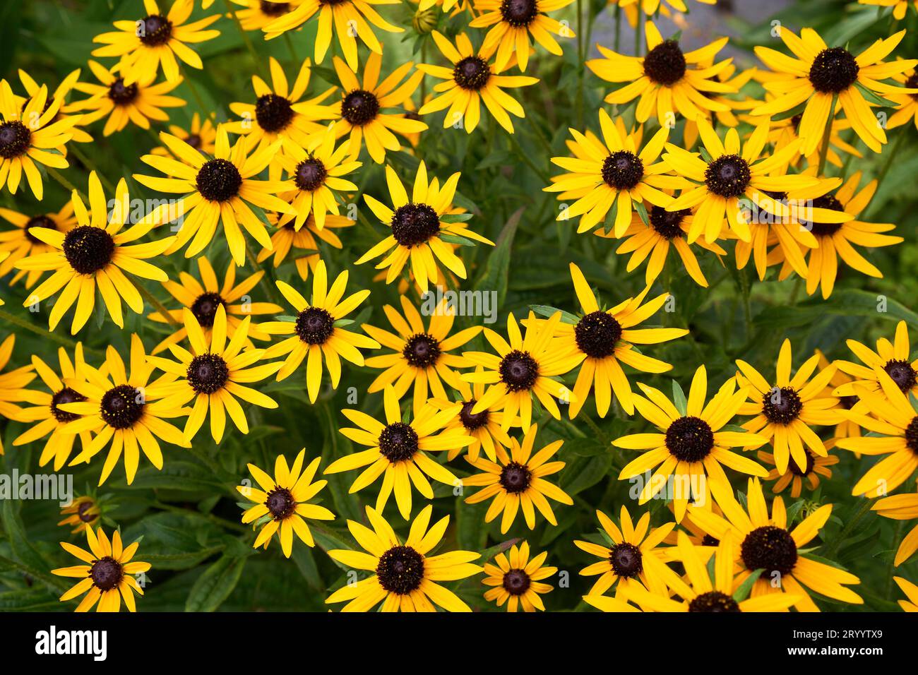 Nahaufnahme der braunen Susan Rudbeckia-Hirta-Blumen, floraler Hintergrund Stockfoto
