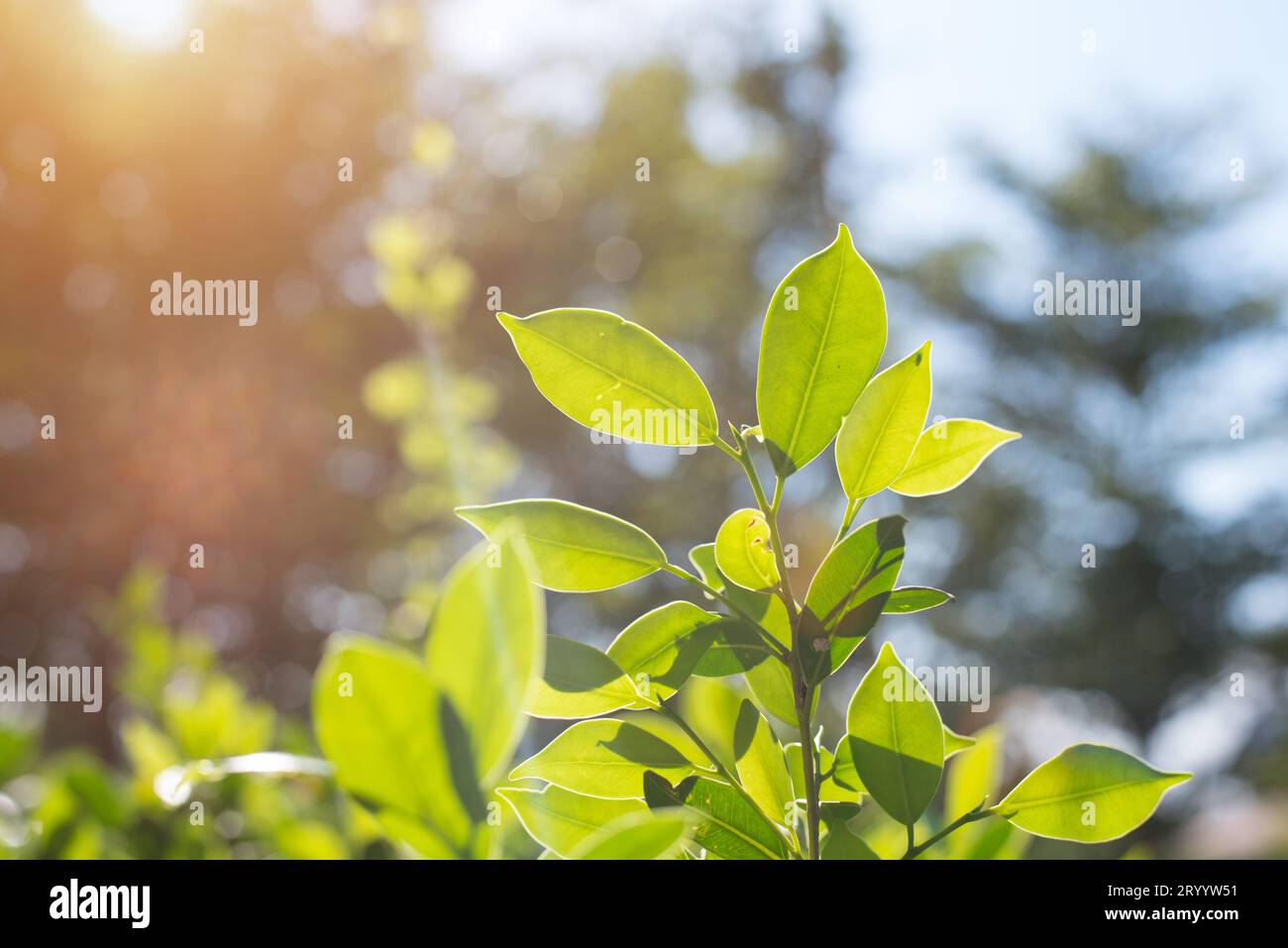 Grüne Blätter in der Natur. Glückliches Leben im Morgen und Umwelt Konzept. Wald und Sky Thema. Anlagen- und Tree Thema. Stockfoto