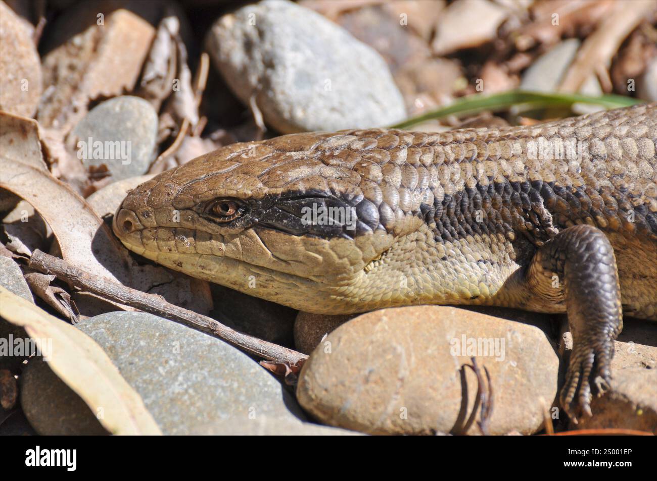 Blauzungeneidechse, Nahaufnahme und Seitenansicht, mit Kopf und Vorderbein. Die markanten Skalen sind spürbar. Stockfoto
